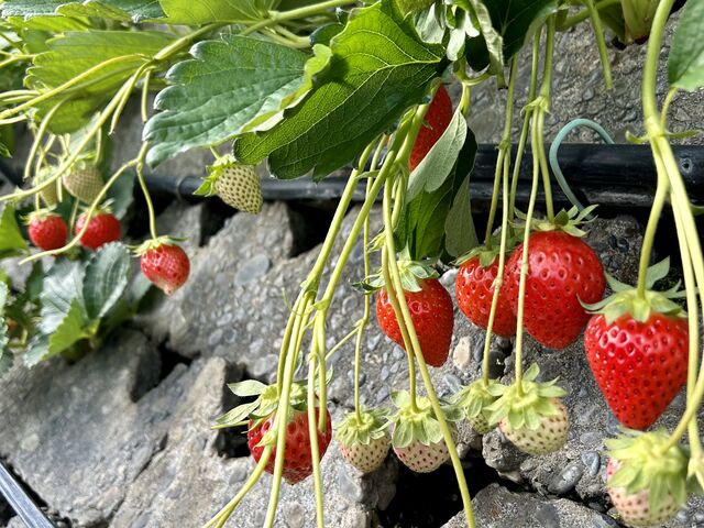 いっぱい_ありんこFarm
