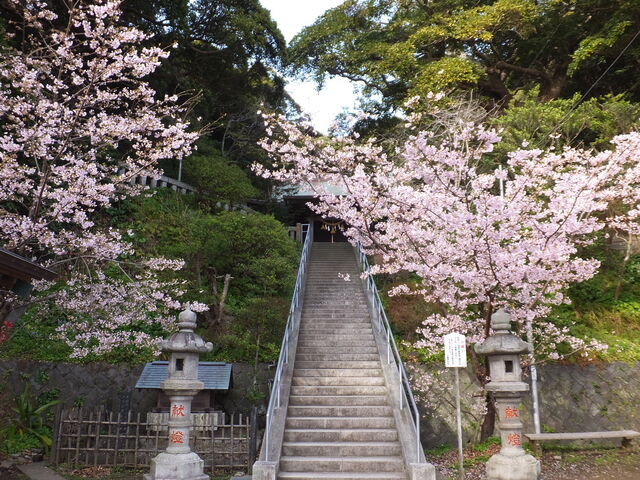 玉縄桜が満開_甘縄神明宮