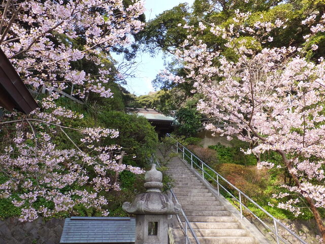 左はまだ蕾もあり_甘縄神明宮