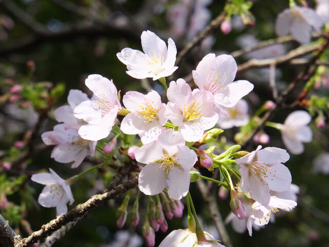 玉縄桜_甘縄神明宮