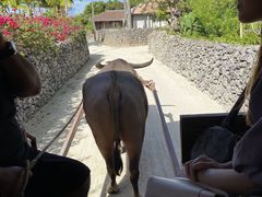いっちーさんの八重山観光フェリーへの投稿写真1