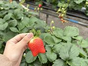 ヒさんのいちごファーム北条の投稿写真1