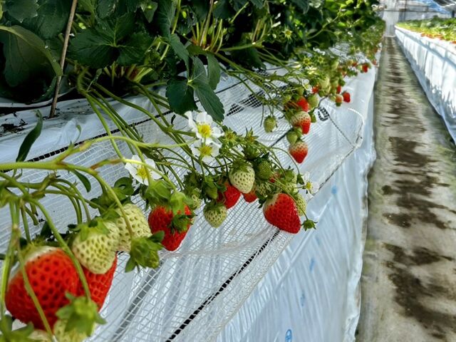 腰の高さの棚なので食べやすく、足元もマットがひいてあるので靴も汚れませんでした_ハッピー農園