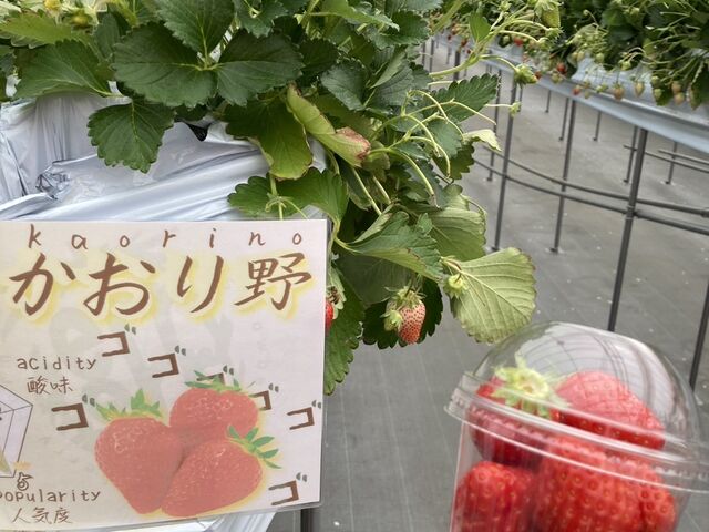 美味しかったです_越谷ストロベリー
