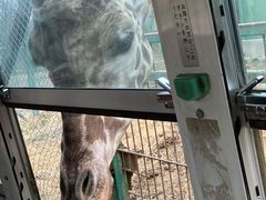 岩手サファリパークの写真2