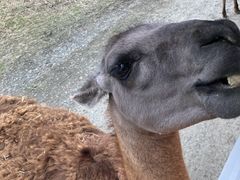 岩手サファリパークの写真3