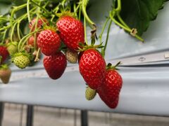 ayanoさんのストロベリーファームBERRYBERRYBERRYへの投稿写真1