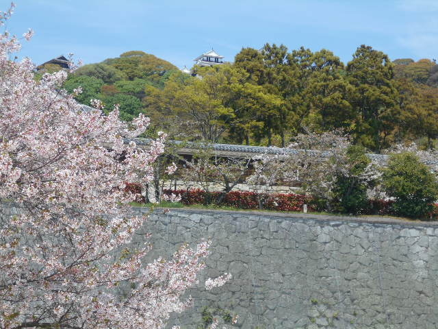 堀之内公園の桜