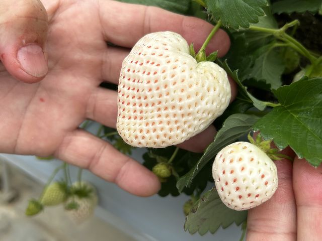 最後に白いいちごも食べさせてくれます_内海いちご園