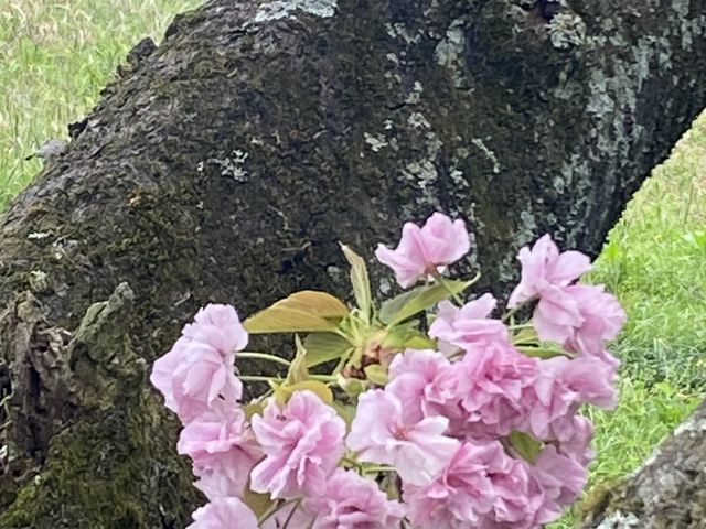 綺麗な桜っぽい木があった。_尾張冨士