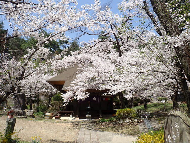 マイBOOさんの観龍寺の桜の投稿写真1