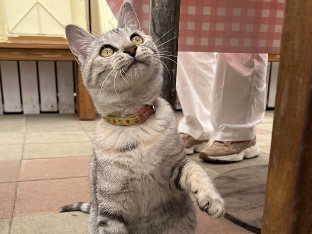 全力で遊び相手になってくれるにゃんこ♪_福田ファーム ベリー畑