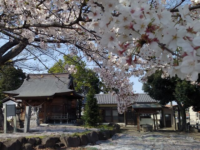kimamaさんの早尾神社の大ケヤキの投稿写真3