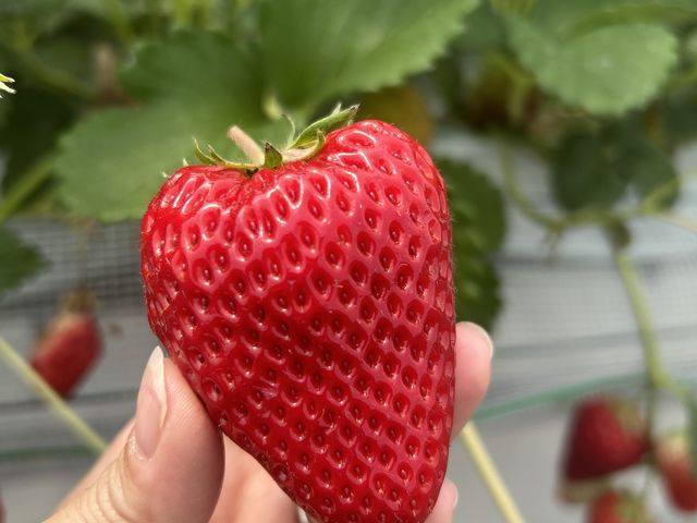 大きな紅ほっぺ_りゅうちゃんのいちご狩り