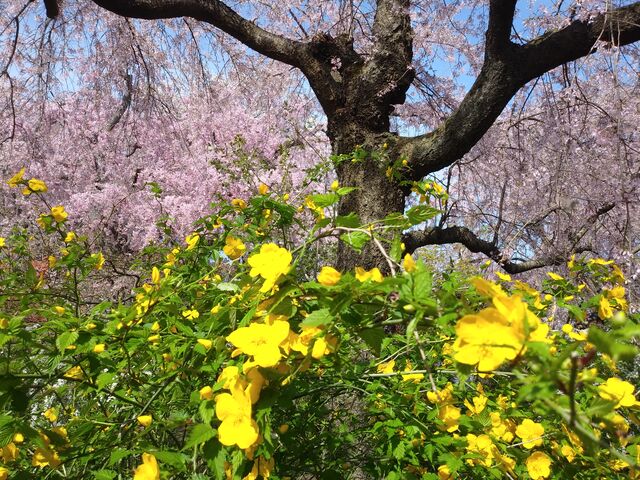 山吹もきれいでした。_原谷苑