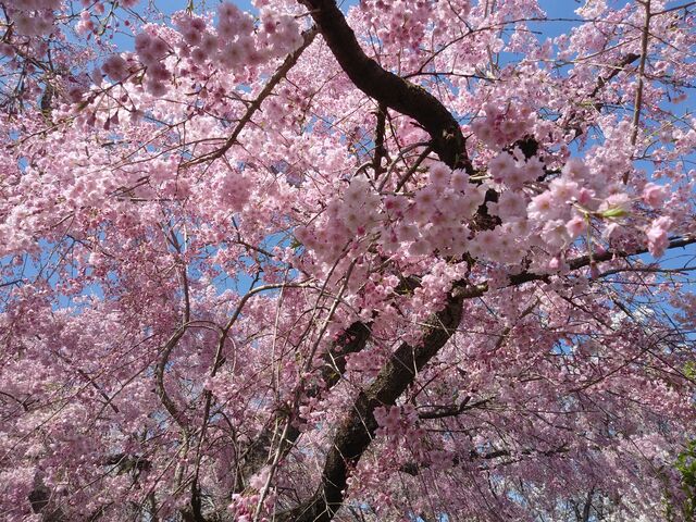 ピンクの桜がきれいでした。_原谷苑