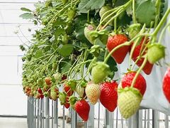 すうちゃんさんの苺屋たくみ(ICHIGOYA TAKUMI)への投稿写真1