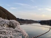 イワダイさんの釜房湖の投稿写真1