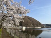 イワダイさんの釜房湖の投稿写真2