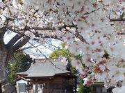 kimamaさんの早尾神社の大ケヤキの投稿写真1