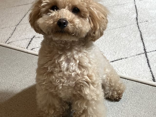 コロンちゃんです!_犬カフェ ワンコと1人暮らし
