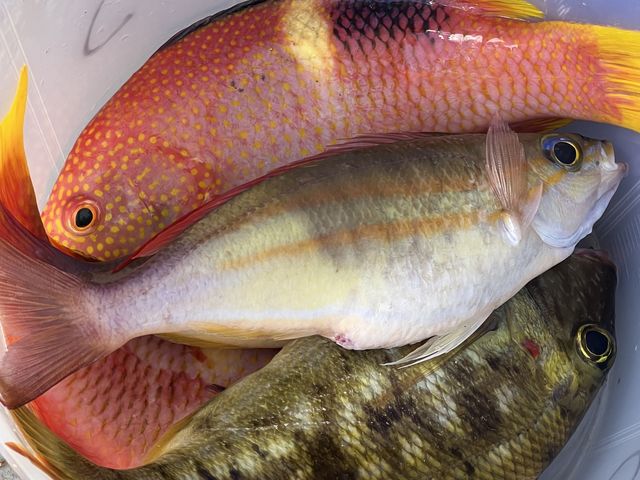 沖縄の魚をファミリーフィッシング!_沖縄シープラネット