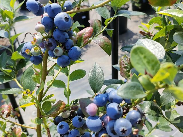 鈴なり_THE BLUE mountain berry farm