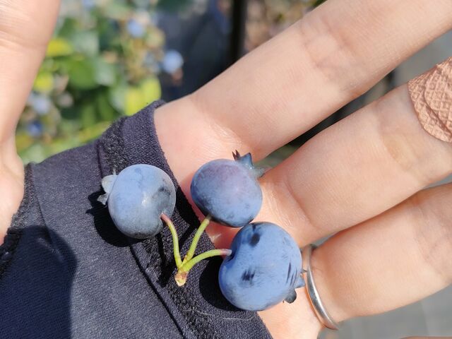ブルーベリー三つ子_THE BLUE mountain berry farm