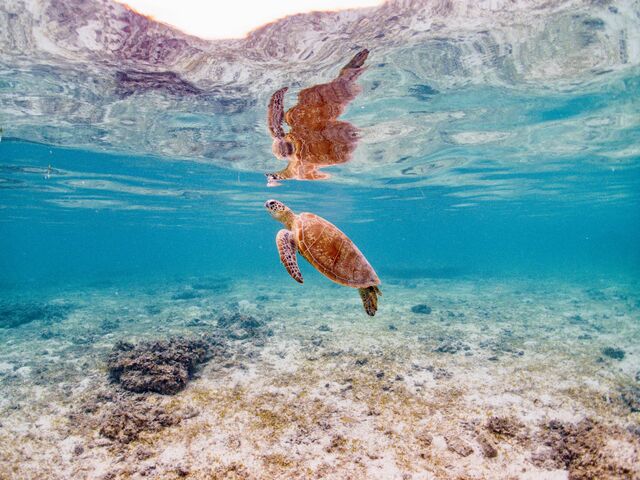 ウミガメ_Sunnies Miyakojima