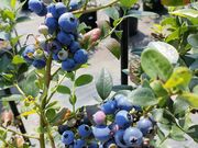 きょうこさんのTHE BLUE mountain berry farmの投稿写真2