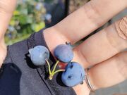 きょうこさんのTHE BLUE mountain berry farmの投稿写真3