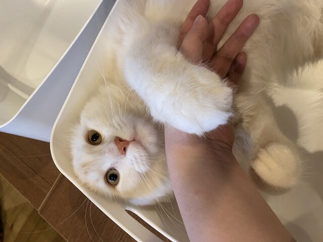 新人 タイガくん_Cats House ねこや