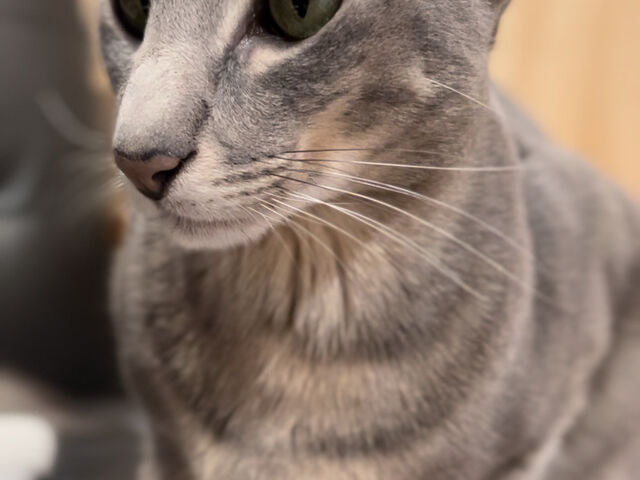 猫店長オリエンタルショートヘアのシンくん
人見知り(?)通うとベタベタしてくれるかも?_Cats House ねこや
