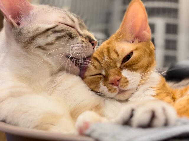 ベンガル(シールリンクス)のリンクくん 写真←
デボンレックスのクリスくん 写真→_Cats House ねこや