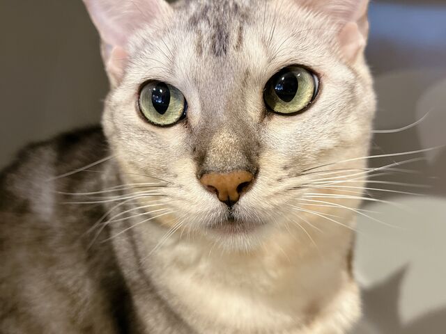 ベンガル(シルバー)のラムちゃん
ツンデレさん。雨の日に会いに行くと…?_Cats House ねこや