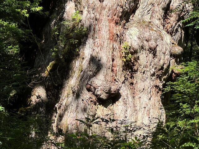 念願の縄文杉 _Yamakara屋久島