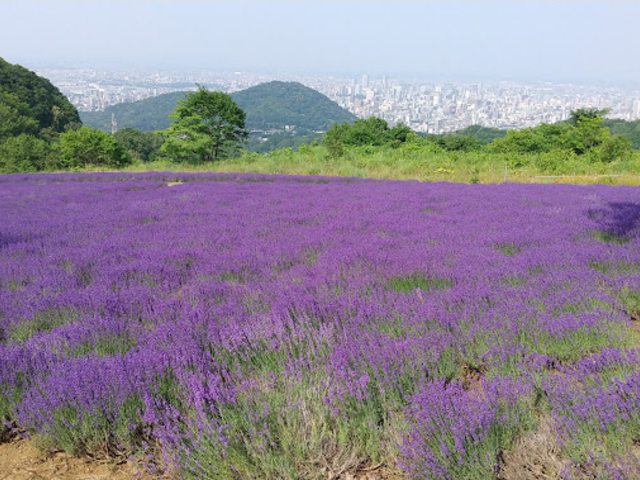 ラベンダー畑_幌見峠ラベンダー園