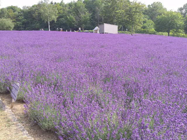 ラベンダー畑_幌見峠ラベンダー園