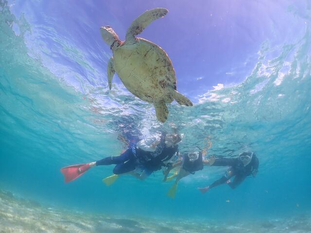 ウミガメとショット_元気玉