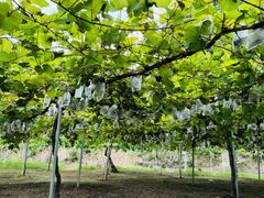 あいこさんの大島ぶどう園への投稿写真1