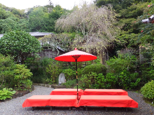 奥には春が待ち遠しい枝垂れ桜の木が_円覚寺佛日庵