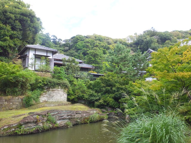 ススキが登場_妙香池(円覚寺)