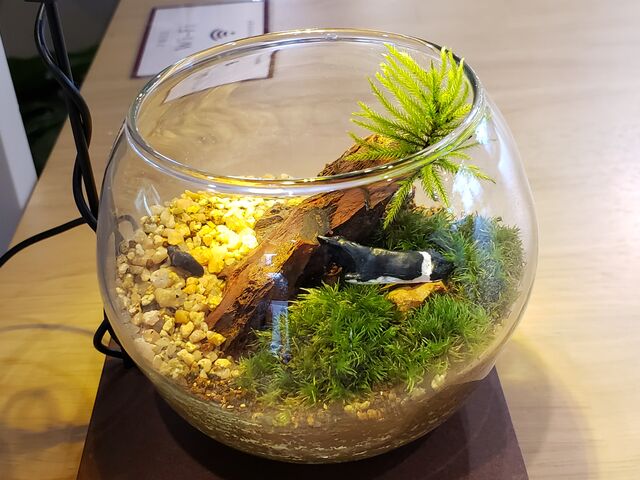 照明のある台に乗せて撮った写真。_5yukuri