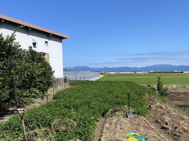落花生畑。思ったより小さかったですが、見晴らしの良い畑でした!_びわこだいなか愛菜館