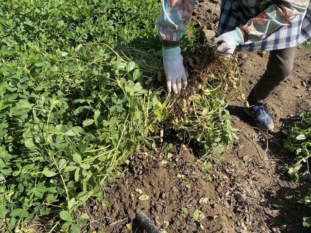 農家の方にやり方を教えてもらいます。_びわこだいなか愛菜館