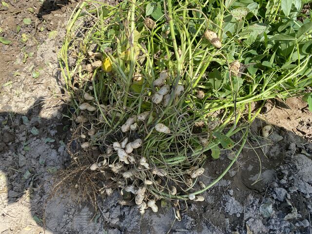 大小、たくさんの落花生がなってました!_びわこだいなか愛菜館