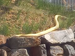 岩国白蛇神社の写真1