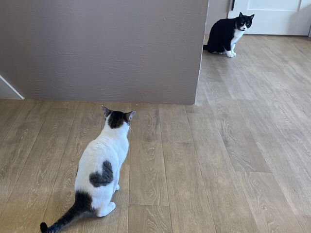 ハート柄の猫ちゃん_猫カフェ まんぼう