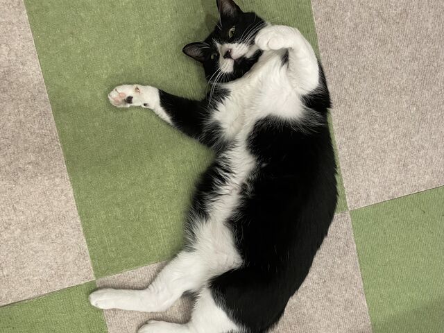 ボス猫_猫カフェ まんぼう