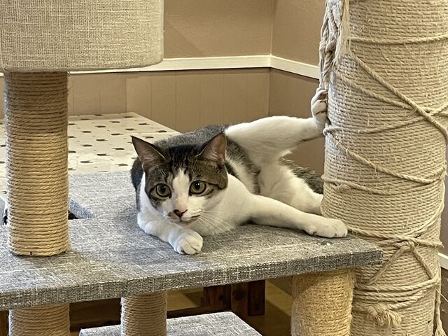 かわいい_猫カフェ まんぼう